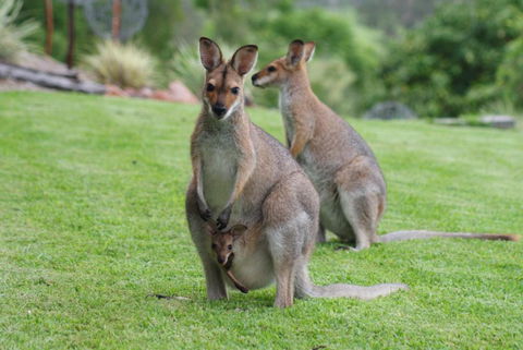 Mary Valley Views B + B - Accommodation Guide 1