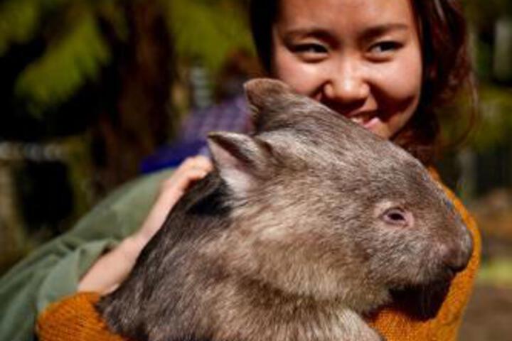 Lavers Hill VIC Accommodation Asia