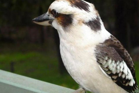 Boronia Peak Villas - Accommodation China 6