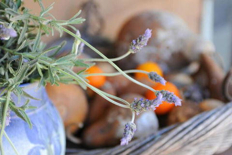 Lavender Farm - Accommodation Asia 5