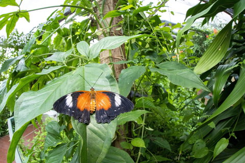 Batchelor Butterfly Farm - Accommodation Guide 6