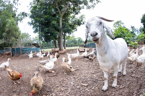 Batchelor Butterfly Farm - Accommodation Guide 1