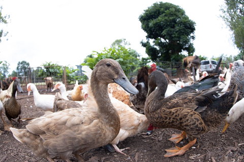 Batchelor Butterfly Farm - Accommodation Guide 4