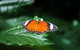 Batchelor Butterfly Farm - thumb 2