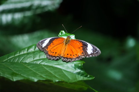 Batchelor Butterfly Farm - Accommodation Guide 2