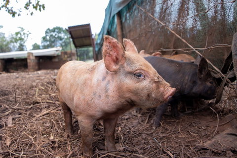 Batchelor Butterfly Farm - Accommodation Guide 0