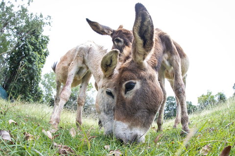 Batchelor Butterfly Farm - Accommodation Guide 3