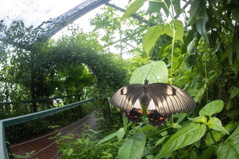 Batchelor Butterfly Farm - Accommodation Guide 5