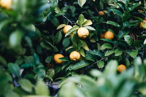 Lemon Tree Cottage Bendeela - Accommodation Guide 3