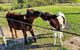 Barrington Riverside Cottages - thumb 2