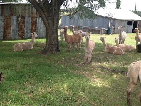 Glen Waverly Farmstay - Accommodation Guide 1