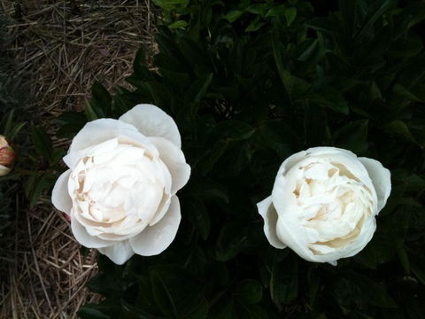 Glen Waverly Farmstay - Accommodation Guide 5