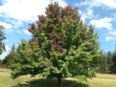 Glen Waverly Farmstay - Accommodation Guide 2