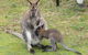 Base Camp Tasmania - thumb 5