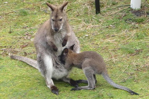 Base Camp Tasmania - Accommodation Asia 5