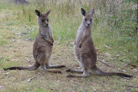 Base Camp Tasmania - Accommodation Asia 2