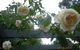 Glenhope Alpaca Farm Suites - thumb 6