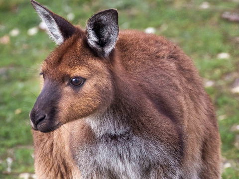 Mercure Kangaroo Island Lodge - Accommodation Guide 15