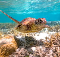 Heron Island Resort - Accommodation Guide