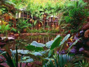 Daintree Eco Lodge & Spa - Accommodation Asia 0