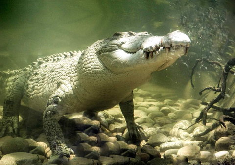 Pullman Reef Hotel Casino - Accommodation Asia 17