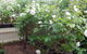 Baronet B & B - thumb 18