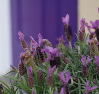 The Purple Door on Seaview - Accommodation Asia