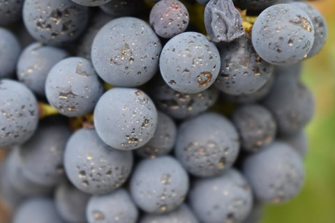 A Coonawarra Experience - Accommodation Guide 23