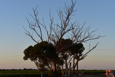 A Coonawarra Experience - Accommodation Guide 24