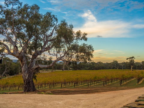 Shadow Creek McLaren Vale - Accommodation Asia 23