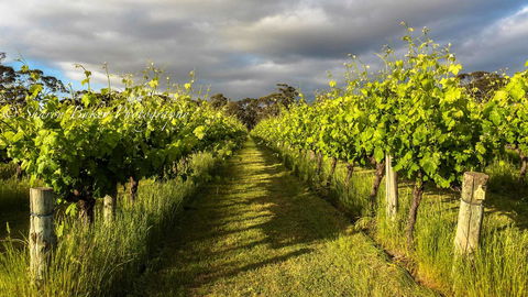 Shadow Creek McLaren Vale - Accommodation Asia 20