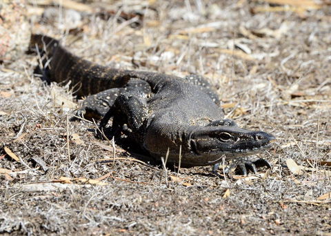 Sea Dragon Kangaroo Island - Accommodation Asia 24