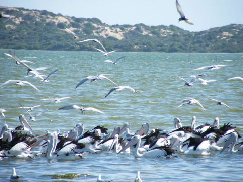 Coorong Waterfront Retreat - Accommodation China 25