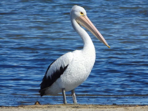 Coorong Waterfront Retreat - Accommodation China 29