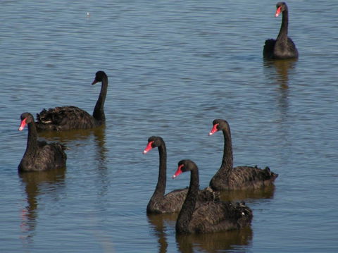 Coorong Waterfront Retreat - Accommodation China 26