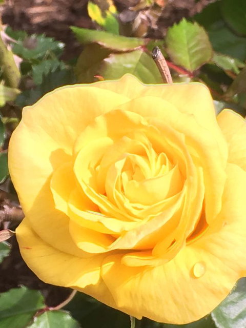 Wine And Roses Bed And Breakfast - Accommodation Asia 41