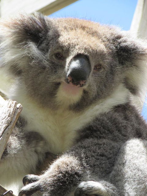 Lazy Days Cottage - Victor Harbor - Accommodation Asia 10