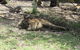 Lazy Days Cottage - Victor Harbor - thumb 11