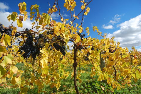 Novotel Barossa Valley Resort - Accommodation Asia 10