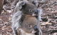 Discovery Parks - Kangaroo Island - thumb 34