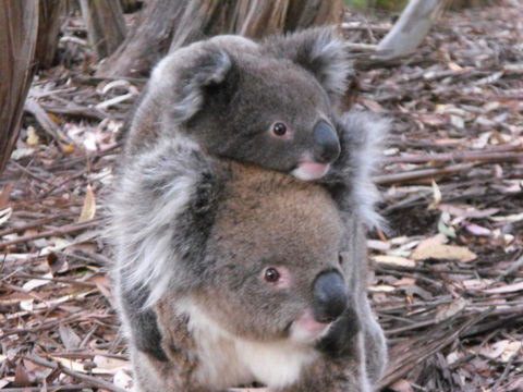 Discovery Parks - Kangaroo Island - Accommodation Asia 34