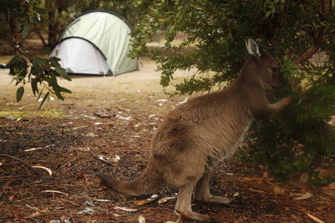 Discovery Parks - Kangaroo Island - Accommodation Asia 35