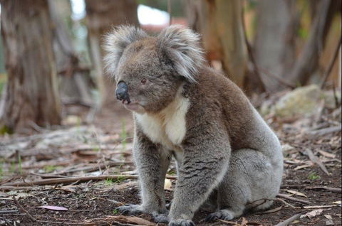 Discovery Parks - Kangaroo Island - Accommodation Asia 38