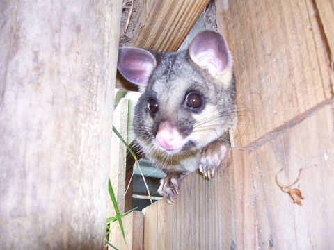 Discovery Parks - Kangaroo Island - Accommodation Asia 39