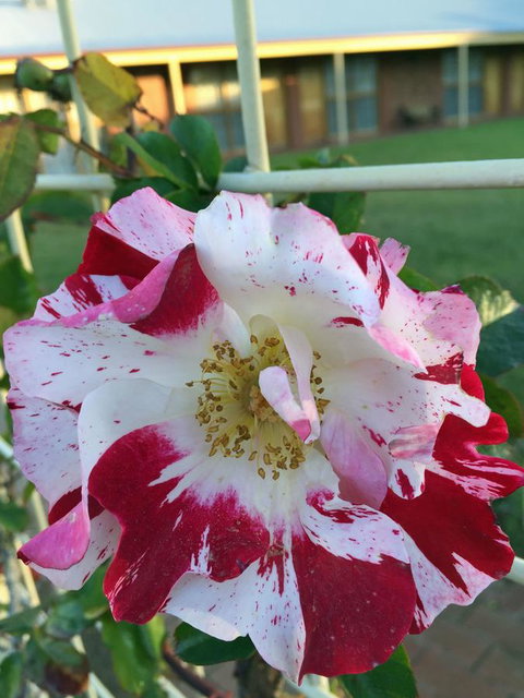 Coonawarra Place Motor Inn - Accommodation Asia 4