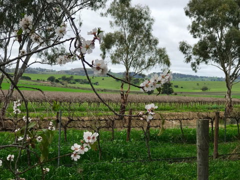 Jasmine\'s Barossa Valley Cottage - Accommodation Guide 20