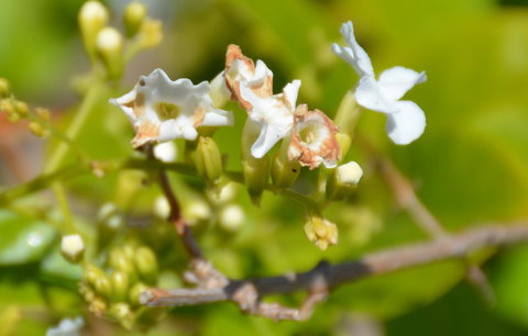 Augusta Courtyard Motel - Accommodation Asia 11