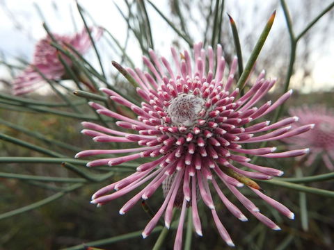 Lazy Lobster Holiday Units & Chalets - Accommodation Asia 19