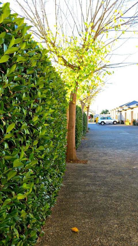 Best Western Plus Goulburn - Accommodation China 37