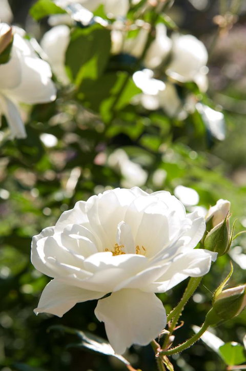 Ironstone Estate Lovedale - Accommodation Asia 40